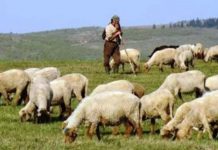 Pesta micilor rumegătoare, prezentă în 17 ferme din Gorj