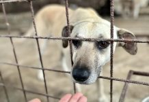 Acțiuni de sterilizare a câinilor în mai multe comune din Gorj