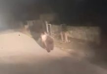 Avertizare RO Alert: urs pe o stradă din Târgu Jiu