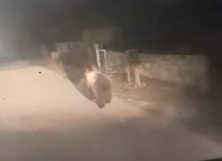 Avertizare RO Alert: urs pe o stradă din Târgu Jiu