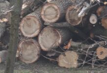 Oamenii legii fac cercetări în cazul tăierilor de arbori din Parcul Central din Târgu Jiu