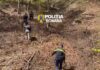 Peste 100 de arbori tăiați ilegal dintr-o pădure din județul Gorj