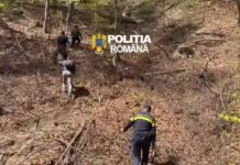 Peste 100 de arbori tăiați ilegal dintr-o pădure din județul Gorj