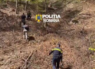 Peste 100 de arbori tăiați ilegal dintr-o pădure din județul Gorj