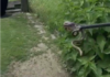 VIDEO O familie din Hurezani s-a trezit cu un șarpe în locuință