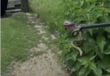 VIDEO O familie din Hurezani s-a trezit cu un șarpe în locuință