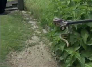 VIDEO O familie din Hurezani s-a trezit cu un șarpe în locuință