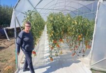 O familie din Turcinești a investit economiile într-o seră și cultivă roșii de peste o jumătate de kilogram